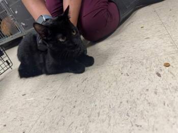 Domestic Short Hair Cats Available for Adoption in Killeen, Texas - BEAR BEAR | PetCurious