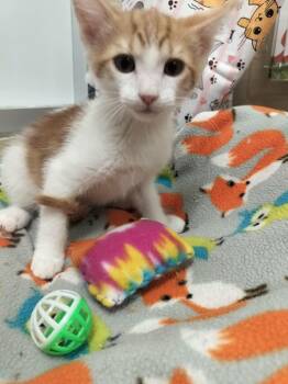 Darwin -  Domestic Short Hair Cat for Adoption in Parlier, California - Darwin | PetCurious