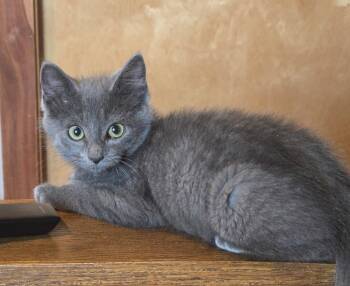 Fonzi -  Russian Blue Cat for Adoption in Mineral Point, Wisconsin - Fonzi | PetCurious