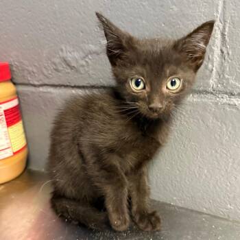 TUSC-Stray-85398_2_3 -  Domestic Short Hair Cat for Adoption in Tuscaloosa, Alabama - TUSC-Stray-85398_2_3 | PetCurious