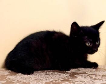 Domestic Short Hair Cats Available for Adoption in New York, New York - Abigail: Adoption Pending | PetCurious