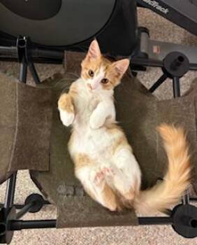 Rescue Domestic Medium Hair Cats for Adoption in Boiling Springs, Pennsylvania - Ron | PetCurious
