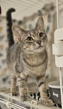 Domestic Short Hair Cats Available for Adoption in Wapakoneta, Ohio - Killian | PetCurious