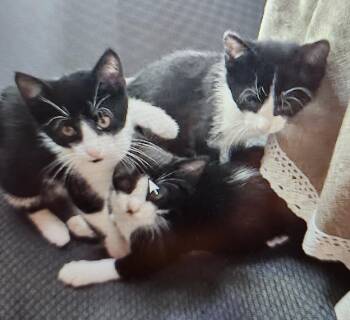 Adorable Kittens in foster Care- super sweet -  Domestic Short Hair Cat for Adoption in Mendham Township, New Jersey - Adorable Kittens In Foster Care- Super Sweet | PetCurious