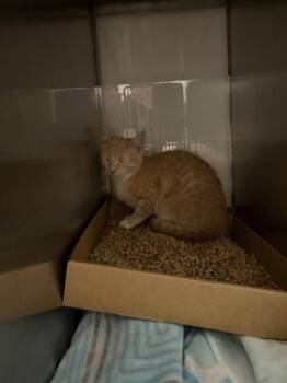 Domestic Short Hair Cats Available for Adoption in Gastonia, North Carolina - Mango | PetCurious