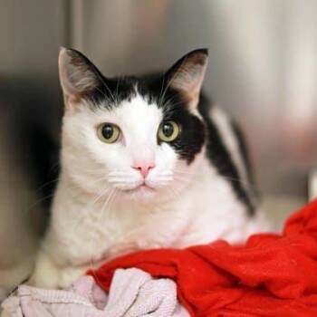 Rescue Domestic Short Hair Cats for Adoption in Atlanta, Georgia - Haiku | PetCurious