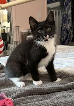 Lazlo -  Domestic Short Hair Cat for Adoption in New York, New York - Lazlo | PetCurious