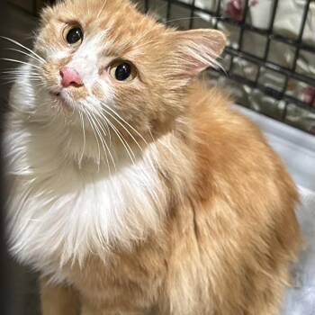 Carlie -  Domestic Long Hair Cat for Adoption in Overland Park, Kansas - Carlie | PetCurious