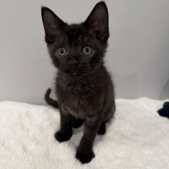 Fig -  Domestic Short Hair Cat for Adoption in Chicago, Illinois - Fig | PetCurious