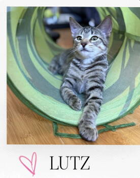 Rescue Domestic Short Hair and Tabby Cats for Adoption in Pensacola, Florida - Lutz | PetCurious
