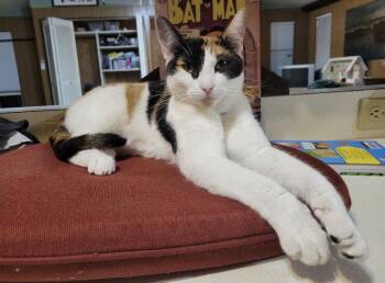 GRACE -  Calico and Domestic Short Hair Cat for Adoption in Hillsboro, Oregon - GRACE | PetCurious