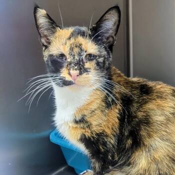 Rescue Domestic Short Hair Cats for Adoption in West Jefferson, Ohio - Treble | PetCurious