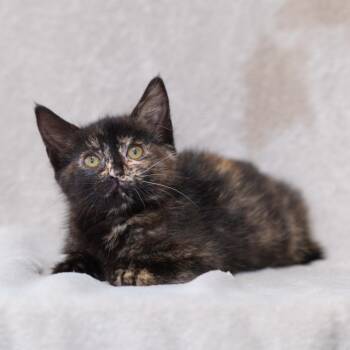 Wren -  Domestic Short Hair Cat for Adoption in Sunnyvale, California - Wren | PetCurious
