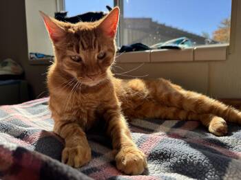Rescue Domestic Short Hair Cats for Adoption in Binghamton, New York - Fillmore | PetCurious