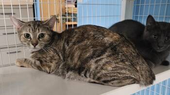 Domestic Short Hair Cats Available for Adoption in Claremont, New Hampshire - Malibu | PetCurious