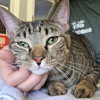 Barbossa & Jack Sparrow -  Domestic Short Hair Cat for Adoption in Warwick, Rhode Island - Barbossa & Jack Sparrow | PetCurious