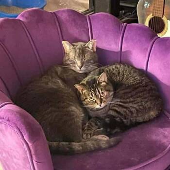 Domestic Short Hair Cats Available for Adoption - Peachy 9454 Bonded With 54439 Indy | PetCurious