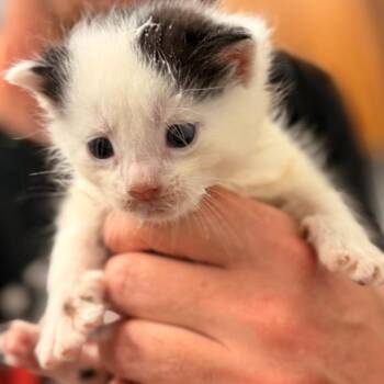 Jericho -  Domestic Short Hair Cat for Adoption in Evensville, Tennessee - Jericho | PetCurious