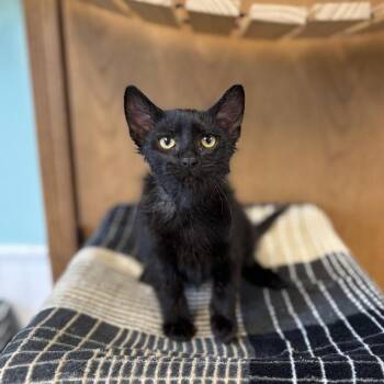 Domestic Short Hair Cats Available for Adoption in Fargo, North Dakota - Teaspoon--In Foster | PetCurious