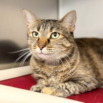 Smooch -  Domestic Short Hair Cat for Adoption in Stafford Township, New Jersey - Smooch | PetCurious