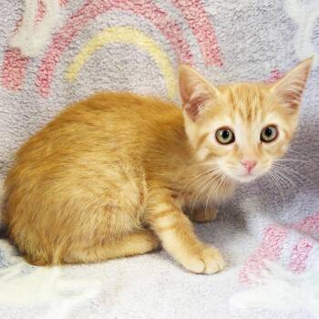Monchichi -  Domestic Short Hair Cat for Adoption in Mt. Juliet, Tennessee - Monchichi | PetCurious