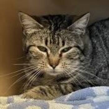 Elara - Butler Campus -  Domestic Short Hair Cat for Adoption in Flagstaff, Arizona - Elara - Butler Campus | PetCurious