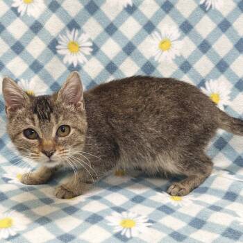 Rescue Domestic Short Hair Cats for Adoption in Mt. Juliet, Tennessee - Pippen | PetCurious