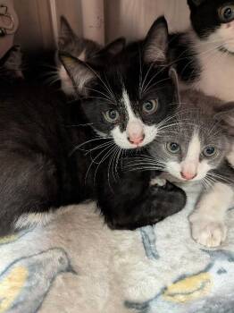 Daffy Duck -  Domestic Long Hair Cat for Adoption in Cincinnati, Ohio - Daffy Duck | PetCurious