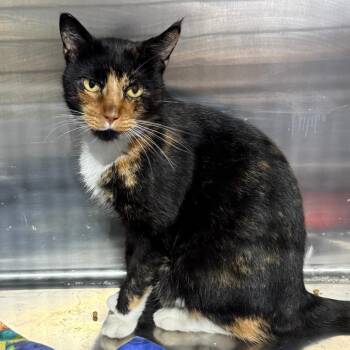 ROSIE -  Domestic Short Hair Cat for Adoption in Gresham, Wisconsin - ROSIE | PetCurious