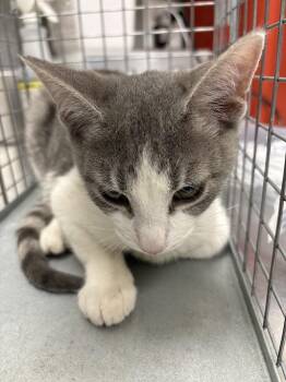Domestic Short Hair Cats Available for Adoption in Las Vegas, Nevada - POE DAMERON | PetCurious