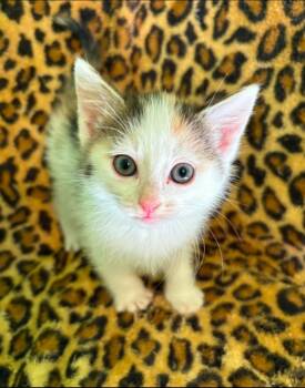 Rescue Domestic Short Hair Cats for Adoption in Johnson City, Tennessee - Fire Star | PetCurious