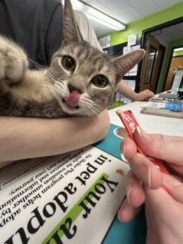 CRICKET -  Domestic Short Hair Cat for Adoption in Kent, Washington - CRICKET | PetCurious