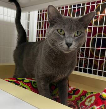 Aurora 26-33 -  Domestic Short Hair Cat for Adoption in St. Helens, Oregon - Aurora 26-33 | PetCurious