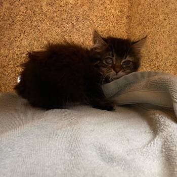 Malachite -  Domestic Medium Hair Cat for Adoption in Pasadena, California - Malachite | PetCurious
