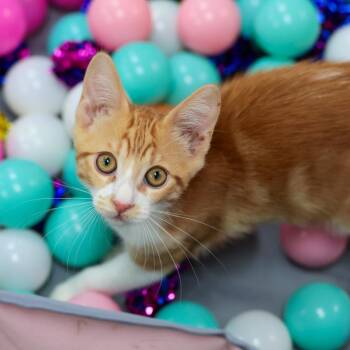Lucky -  Domestic Short Hair Cat for Adoption in Morgan Hill, California - Lucky | PetCurious