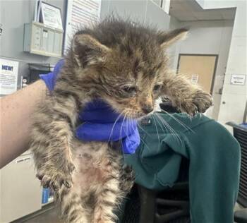 Domestic Short Hair Cats Available for Adoption in Dallas, Texas - SEATTLE | PetCurious