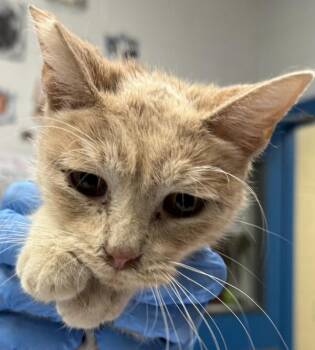 Meredith -  Domestic Short Hair Cat for Adoption in Golden, Colorado - Meredith | PetCurious