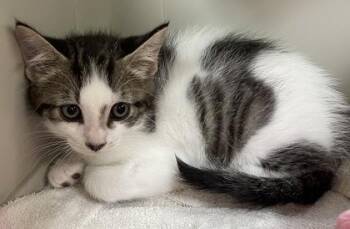 Grimm -  Domestic Short Hair Cat for Adoption in Westland, Michigan - Grimm | PetCurious