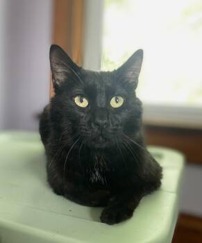 Rescue Domestic Short Hair Cats for Adoption in Amboy, Illinois - Felix | PetCurious