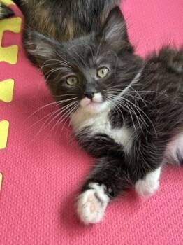 Nessie -  Domestic Short Hair Cat Available for Adoption in Pleasanton, California - Nessie | PetCurious