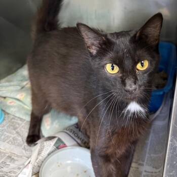 Selah -  Domestic Short Hair Cat for Adoption in Jacksonville, Arkansas - Selah | PetCurious