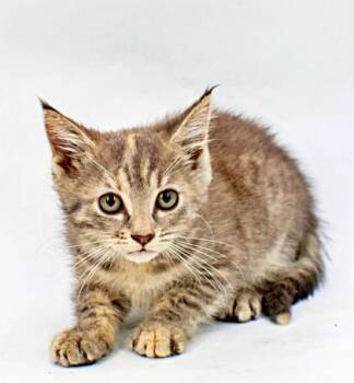 Chandra -  Domestic Short Hair Cat for Adoption in Morton Grove, Illinois - Chandra | PetCurious