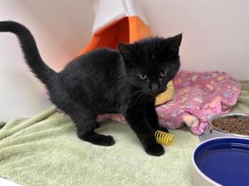 Domestic Short Hair Cats Available for Adoption - SABLE | PetCurious