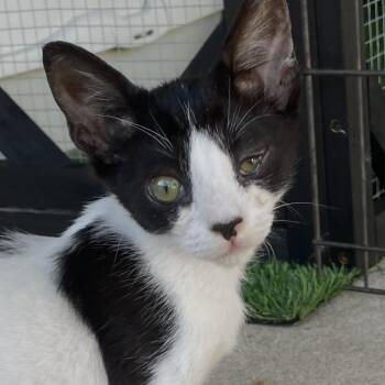Lucy -  Domestic Short Hair Cat for Adoption in San Diego, California - Lucy | PetCurious