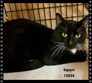 Rescue Domestic Short Hair and Tuxedo Cats for Adoption in Marietta, Georgia - SQUYRT | PetCurious