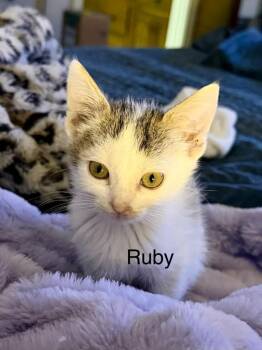 Ruby -  Domestic Short Hair Cat for Adoption in The Woodlands, Texas - Ruby | PetCurious