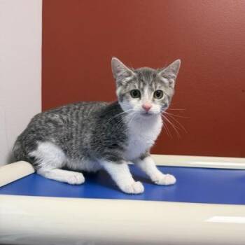 Flan (SGN) -  Domestic Short Hair Cat for Adoption in Janesville, Wisconsin - Flan (SGN) | PetCurious