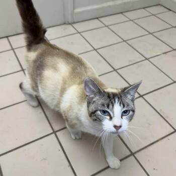 Domestic Short Hair Cats Available for Adoption - TUSC-Stray-83871 | PetCurious