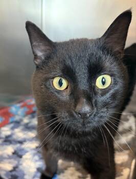 Domestic Short Hair Cats Available for Adoption in Mississauga, Ontario - O Riley | PetCurious