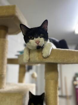 Rescue Domestic Short Hair Cats for Adoption in ABRAHAM BALDWIN COLLEGE, Georgia - Leo | PetCurious